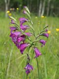 Gladiolus imbricatus