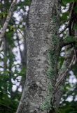 род Salix