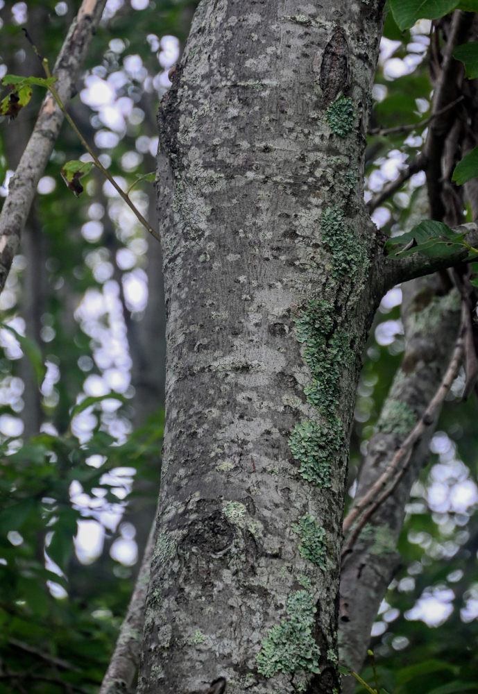 Image of genus Salix specimen.