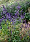 Nepeta grandiflora