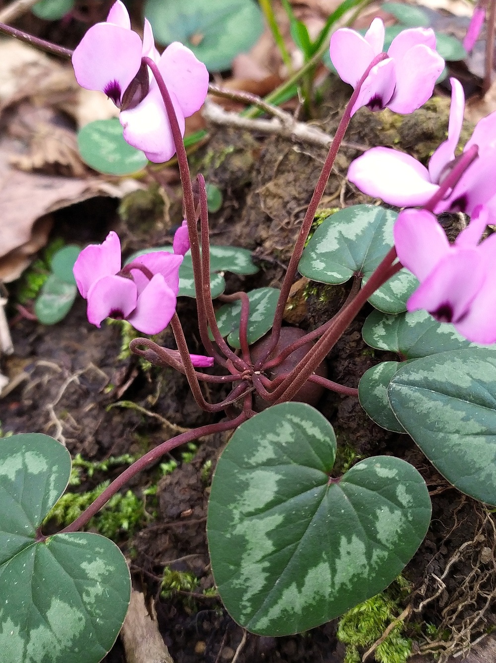 Image of Cyclamen coum specimen.