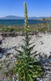 genus Verbascum