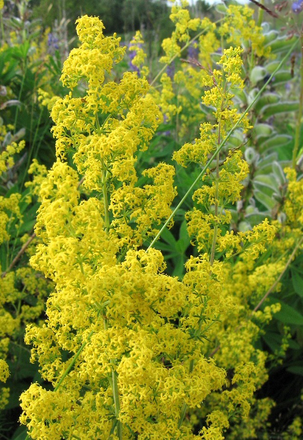 Image of Galium verum specimen.