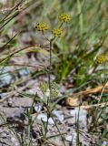 Bupleurum densiflorum. Соцветия. Киргизия, Ошская обл., Памир, Заалайский хр., долина р. Ачик-Таш, ≈ 3600 м н.у.м., каменистый участок альпийского луга. 08.07.2022.