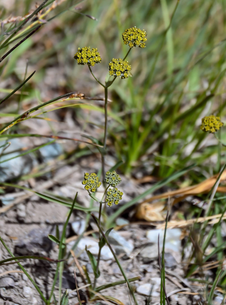 Изображение особи Bupleurum densiflorum.