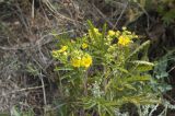 Potentilla tanacetifolia. Верхушка побега с соцветием. Бурятия, Кижингинский р-н, с. Кижинга. 17.08.2013.