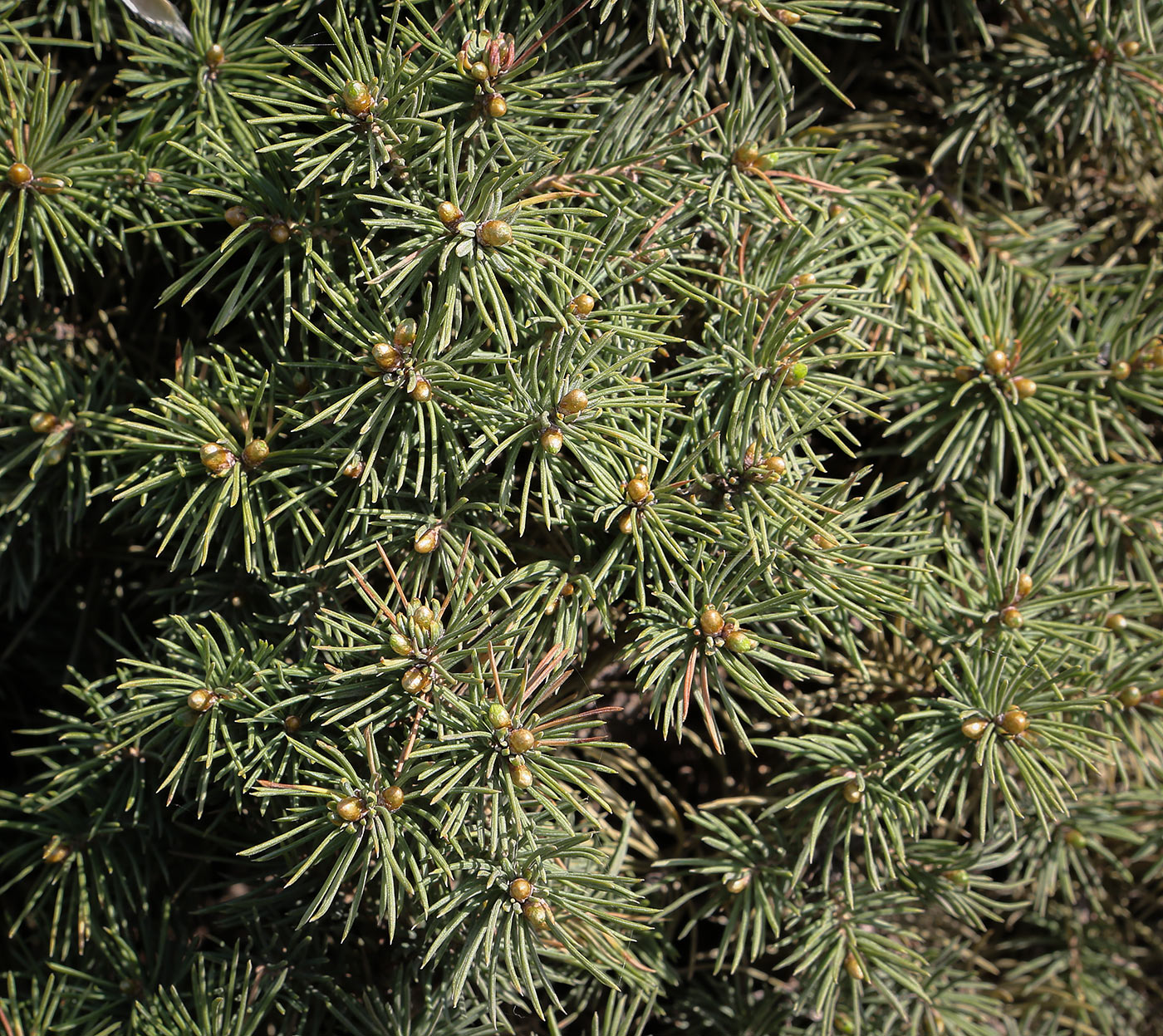 Image of Picea glauca specimen.