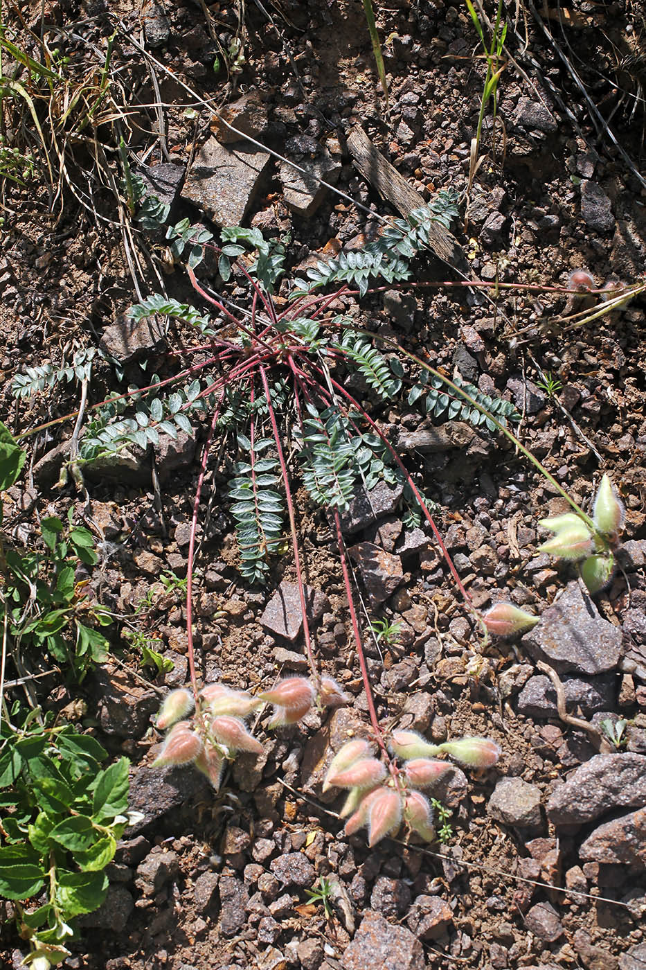 Image of Oxytropis ugamica specimen.