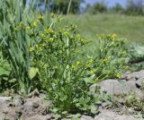 Ranunculus sceleratus