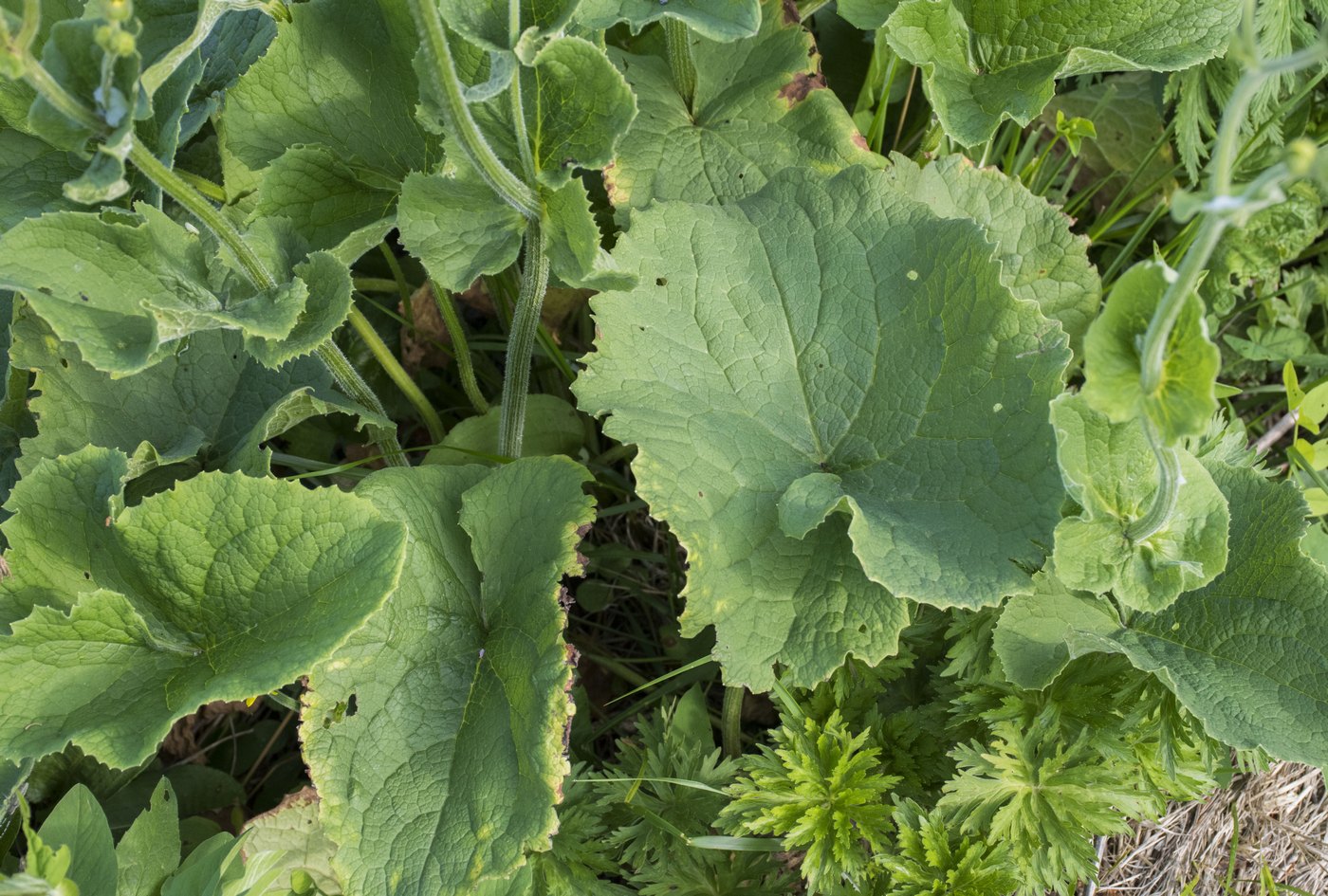 Image of Doronicum macrophyllum specimen.