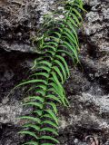 Pteris vittata. Часть вайи. Китай, провинция Хунань, ущелье р. Ланьчуаньси, на скале. 08.06.2024.