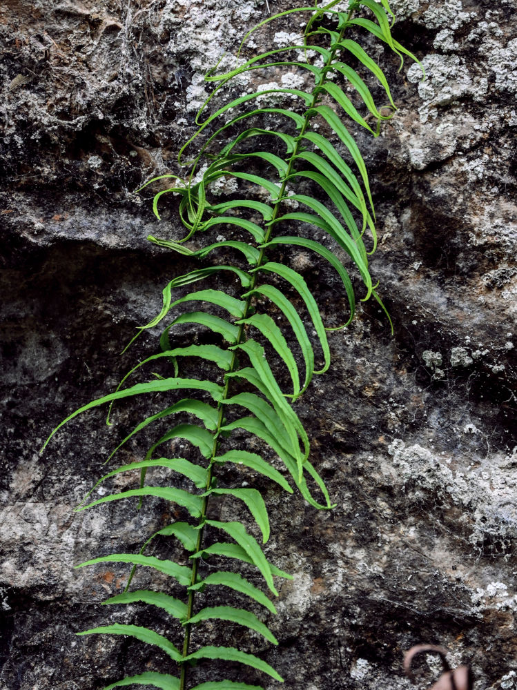 Image of Pteris vittata specimen.