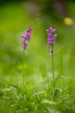 Dactylorhiza urvilleana
