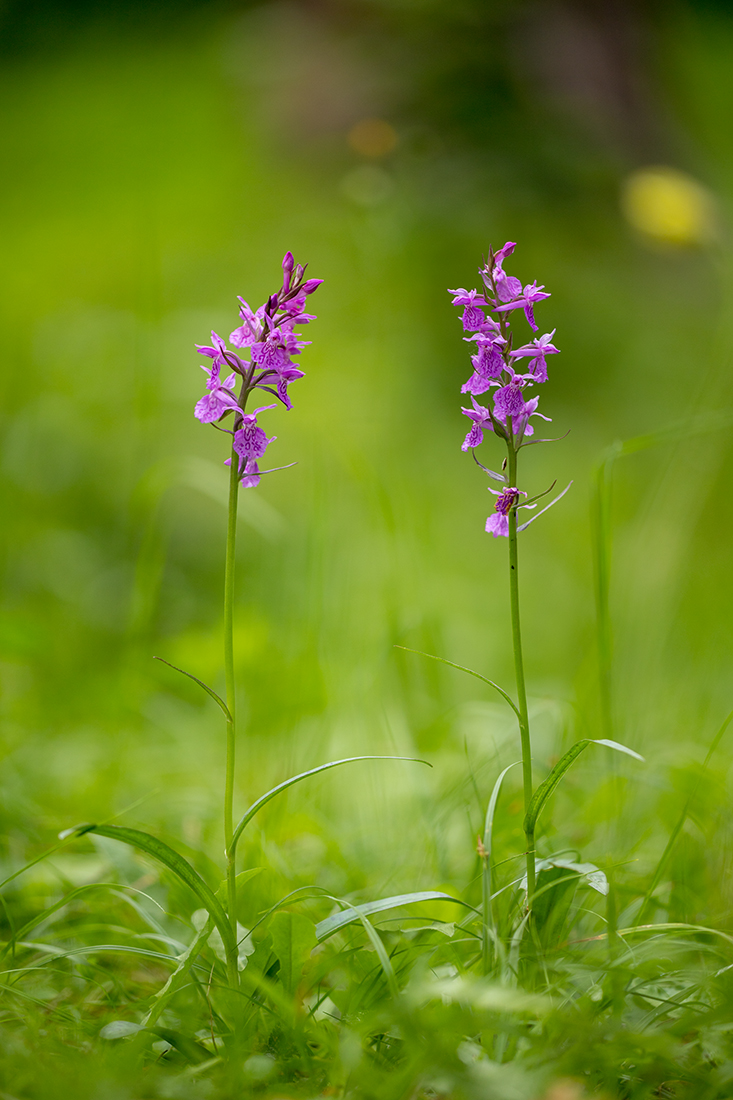 Image of Dactylorhiza urvilleana specimen.