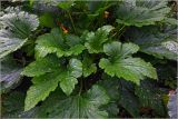 Cucurbita pepo