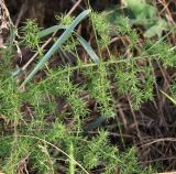 Asparagus verticillatus