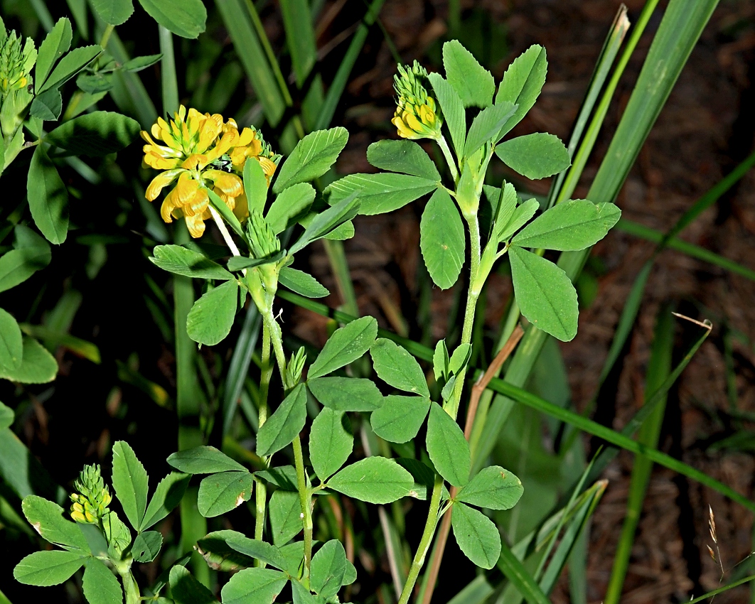 Image of Trifolium aureum specimen.