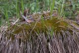 Amblystegium serpens