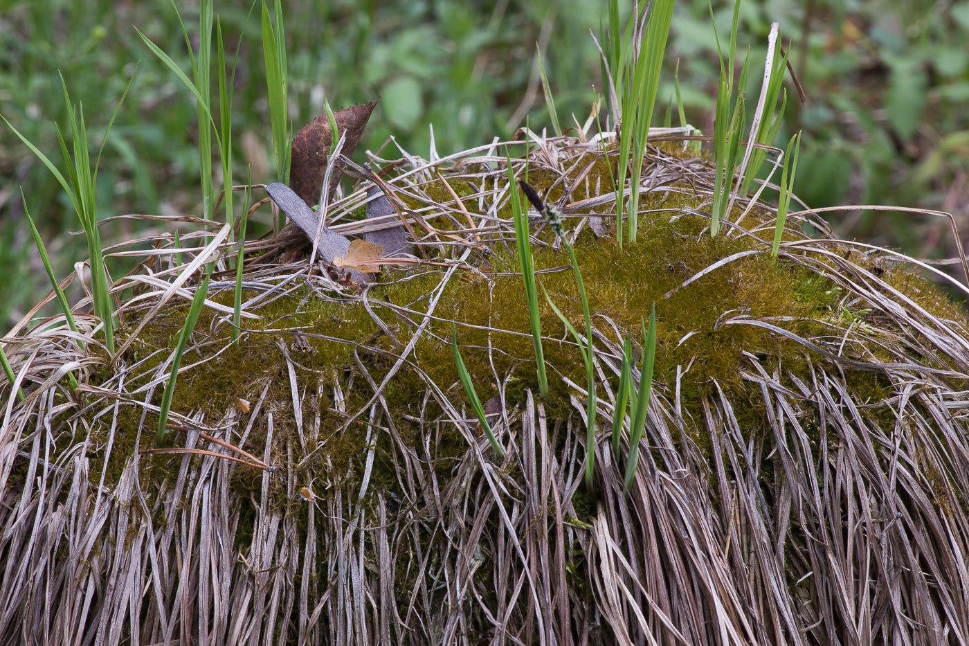 Image of Amblystegium serpens specimen.