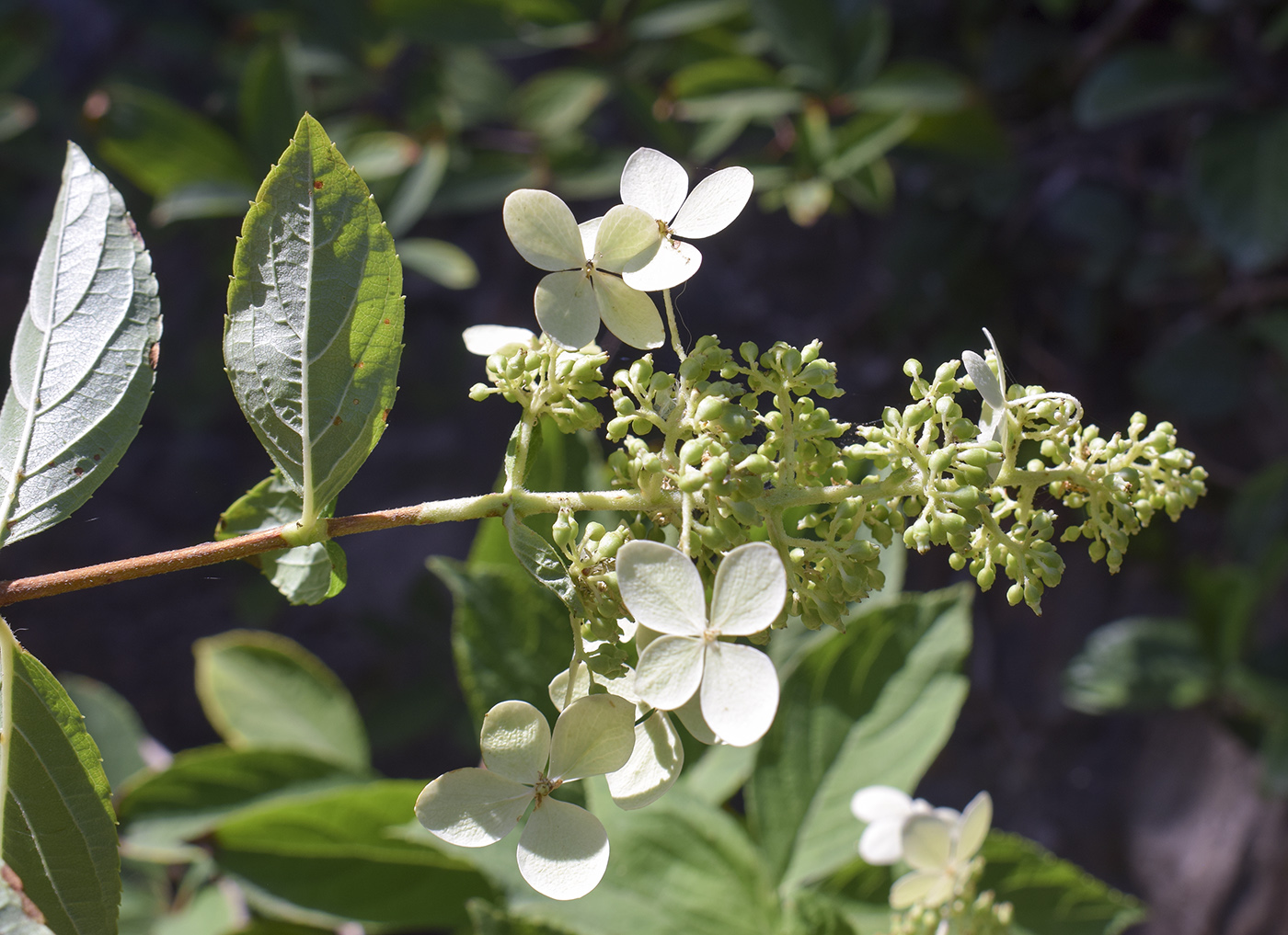 Image of Hydrangea paniculata specimen.