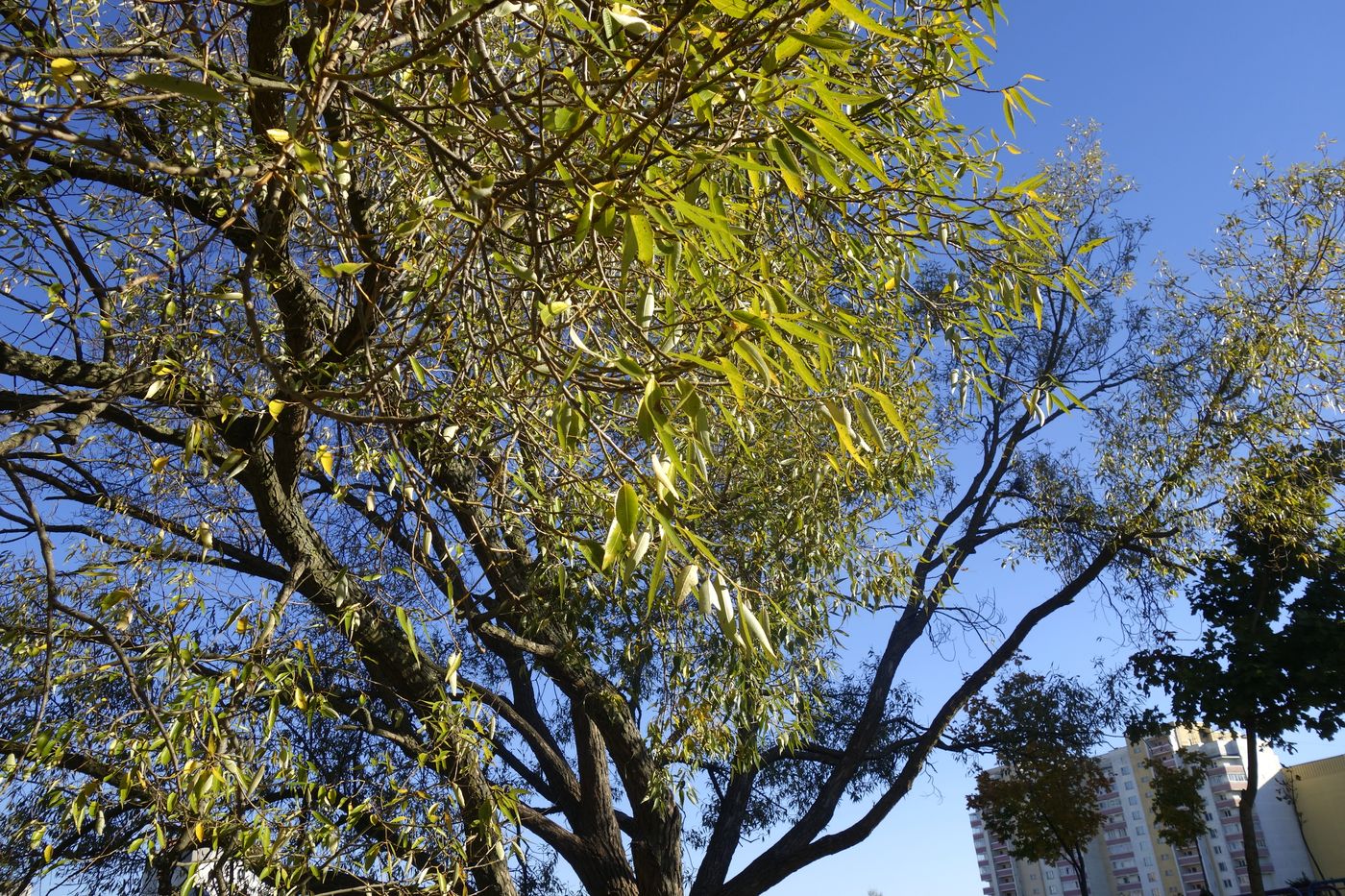 Image of Salix euxina specimen.