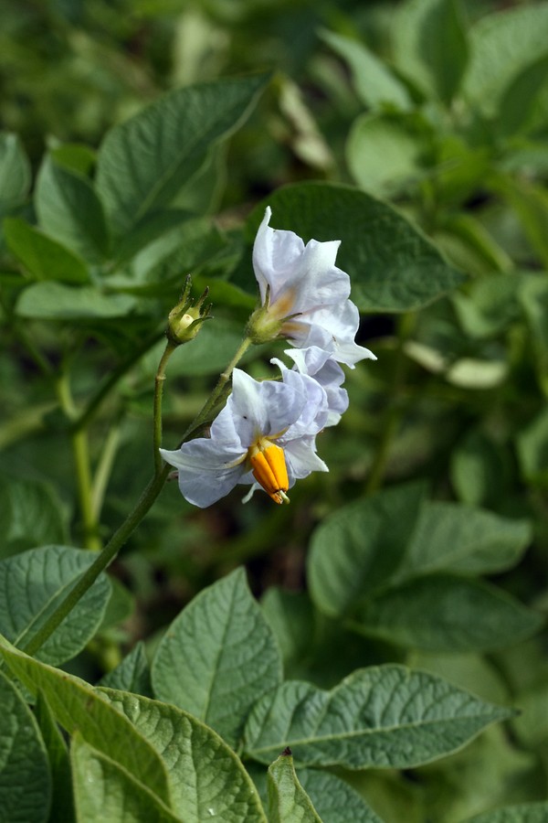 Изображение особи Solanum tuberosum.