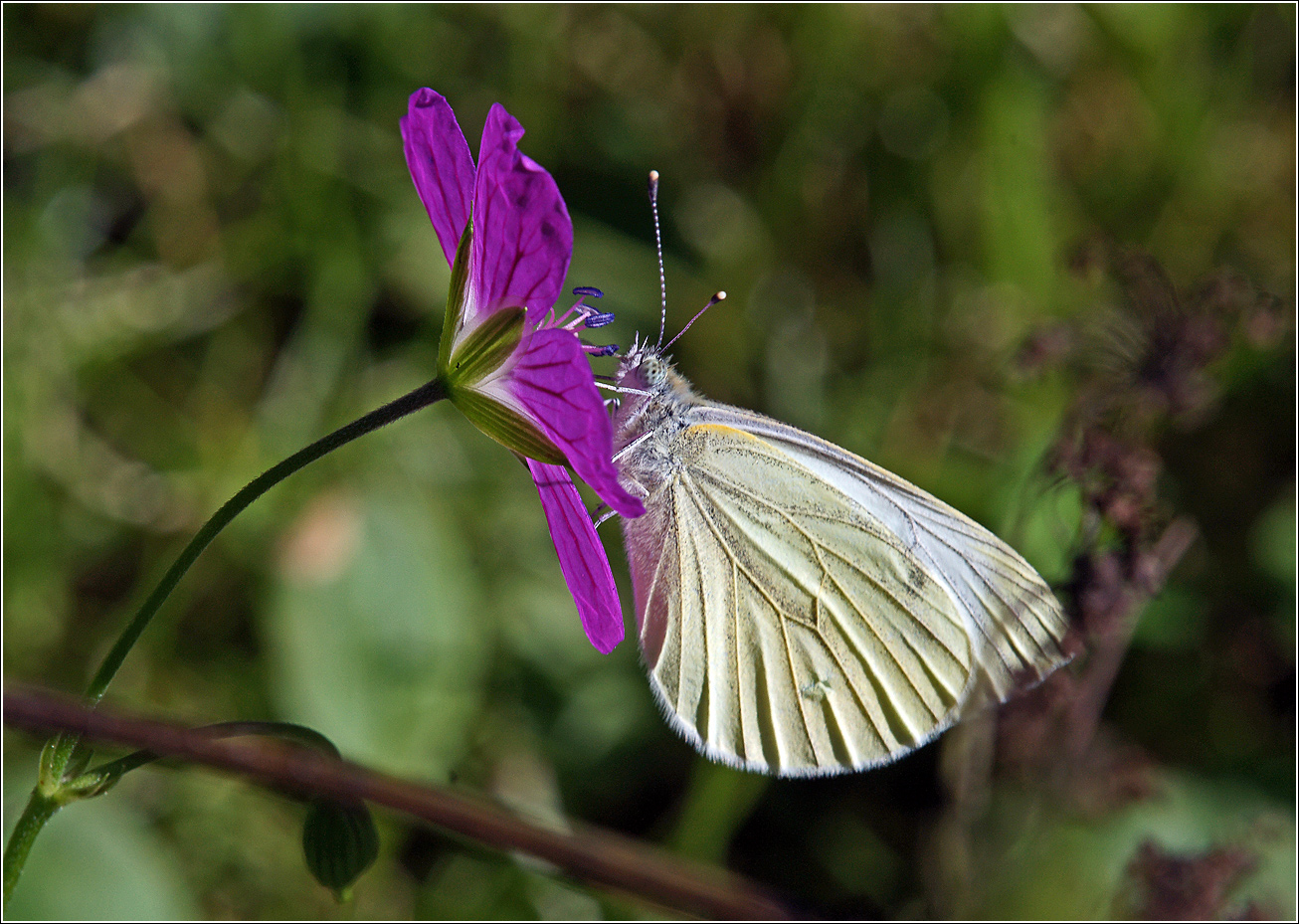 Image of Geranium palustre specimen.