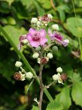 Rubus sanctus