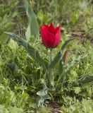 Tulipa suaveolens