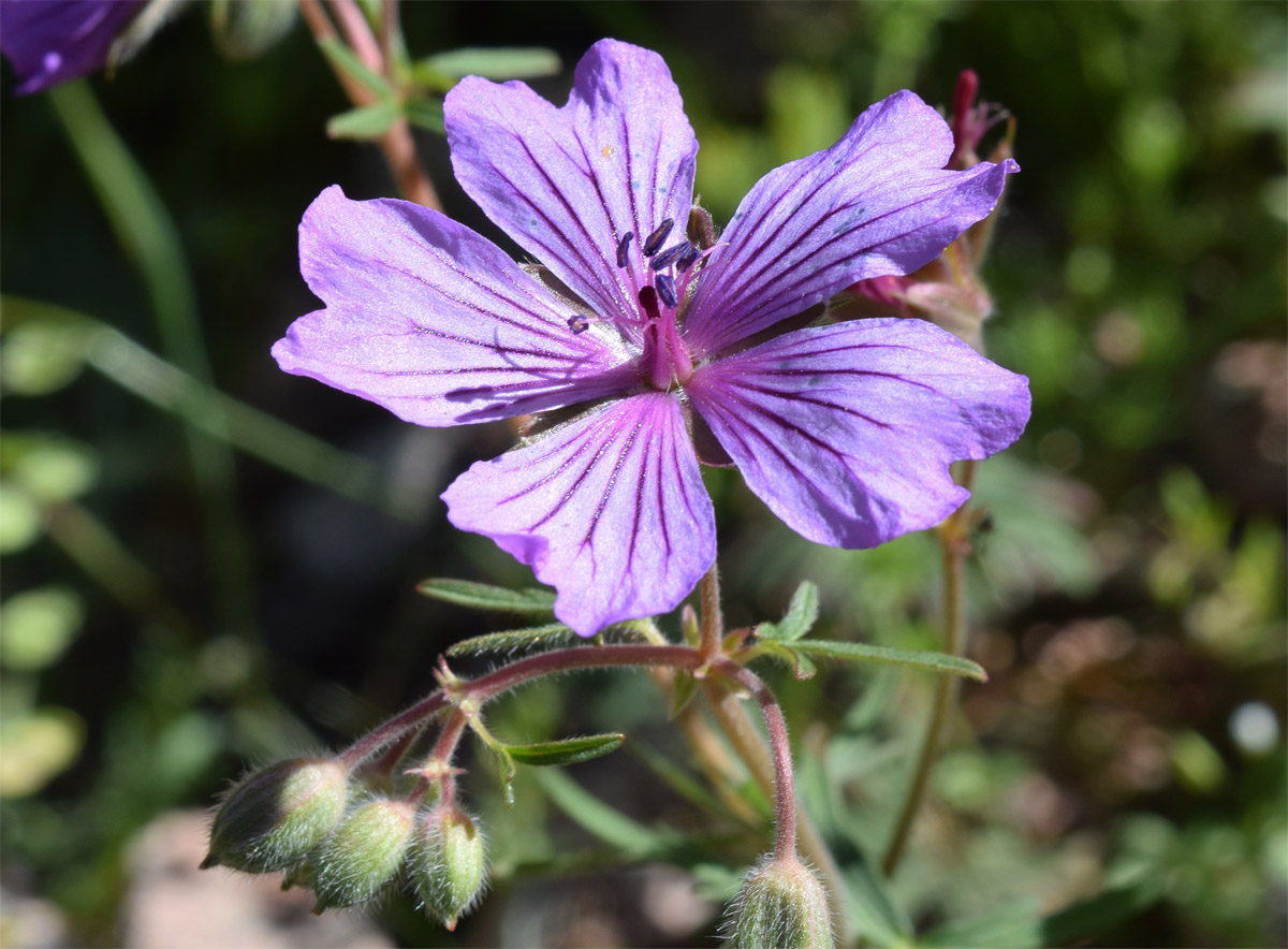Image of Geranium transversale specimen.
