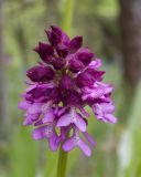 Orchis purpurea ssp. caucasica