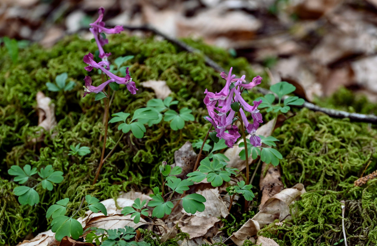 Изображение особи Corydalis caucasica.