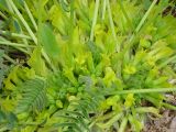 Astragalus aegobromus