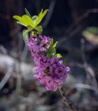 Daphne mezereum