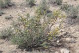 Caragana grandiflora