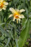 genus Narcissus