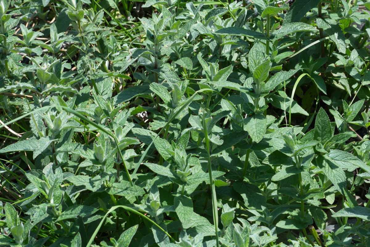 Image of genus Mentha specimen.