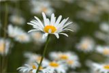 Leucanthemum vulgare