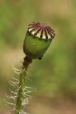 Papaver rhoeas. Плод с притаившимися тлями. Псковская обл., Порховский р-н, окр. дер. Заборовье, залежь. 15.06.2025.