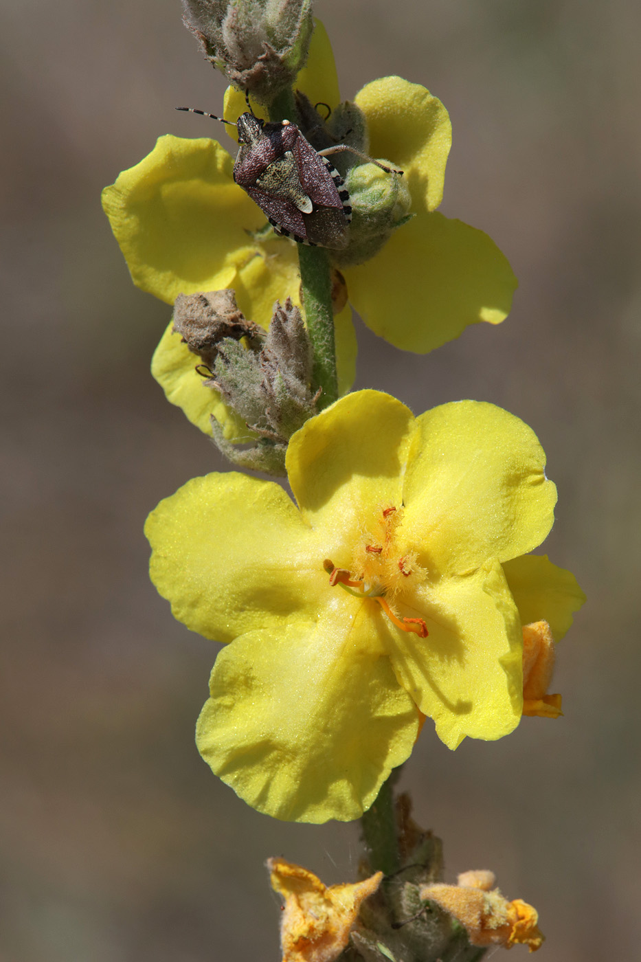 Image of genus Verbascum specimen.