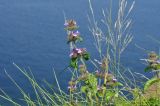 Clinopodium chinense