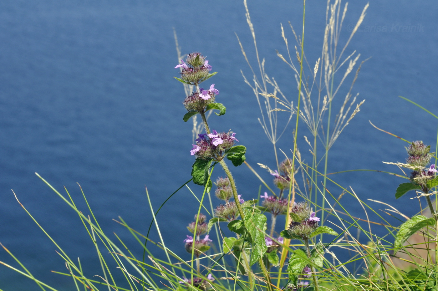Image of Clinopodium chinense specimen.
