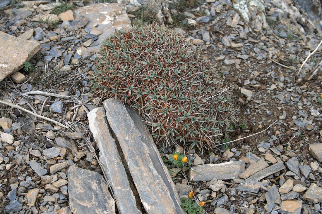 Image of Acantholimon tataricum specimen.