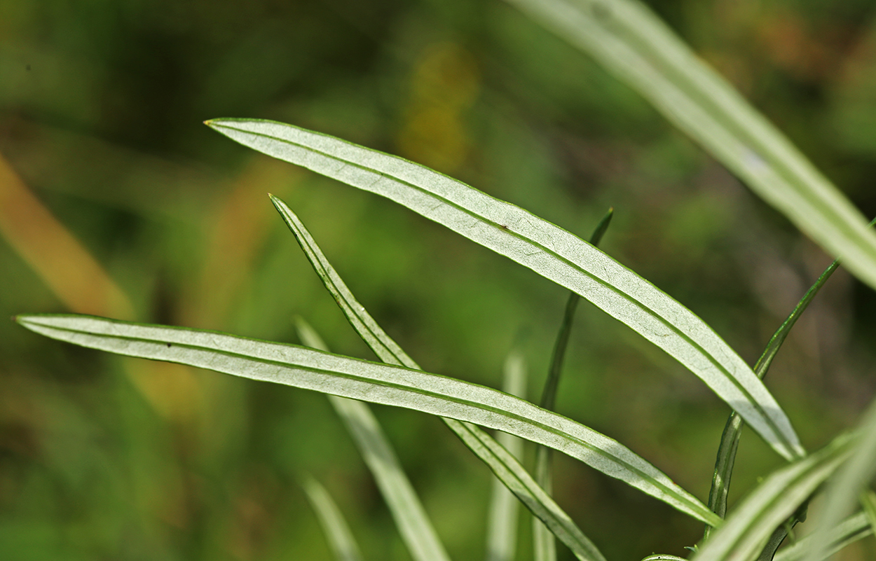 Изображение особи Artemisia stenophylla.