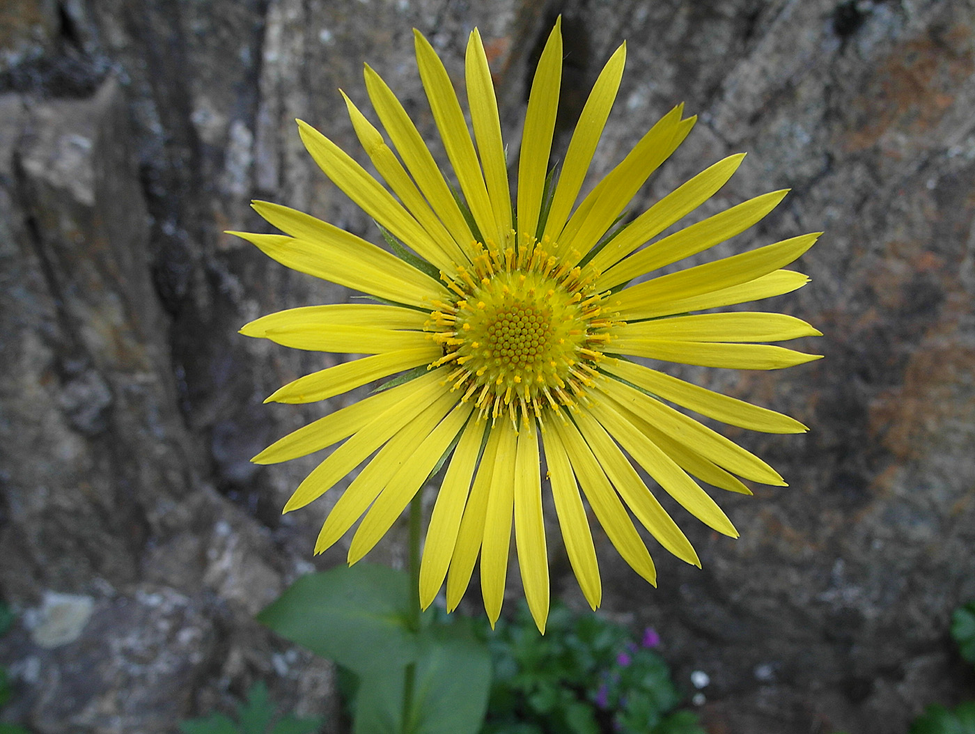 Image of Doronicum turkestanicum specimen.