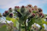 Arctium nemorosum. Отцветшие соцветия. Татарстан, Агрызский р-н, с. Красный Бор, разнотравный луг. 05.08.2025.
