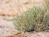 Gypsophila rupestris. Вегетативные побеги и основания цветоносов растения, завершившего плодоношение. Казахстан, Карагандинская обл., Актогайский р-н, 61 км ССЗ г. Балхаш; Центральноказахстанский мелкосопочник, гранитный сопочный массив (батолит) Бектауата, пологонаклонный цоколь батолита, панцирь из плоских гранитных плит с участками дресвы между ними и по трещинам; группировка пустынно-степных петрофитов в трещинах гранитной плиты. 08.09.2025.