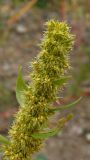 Rumex maritimus. Верхушка плодоносящего побега. Хабаровский край, г. Комсомольск-на-Амуре, зарастающий карьер. 14.09.2025.