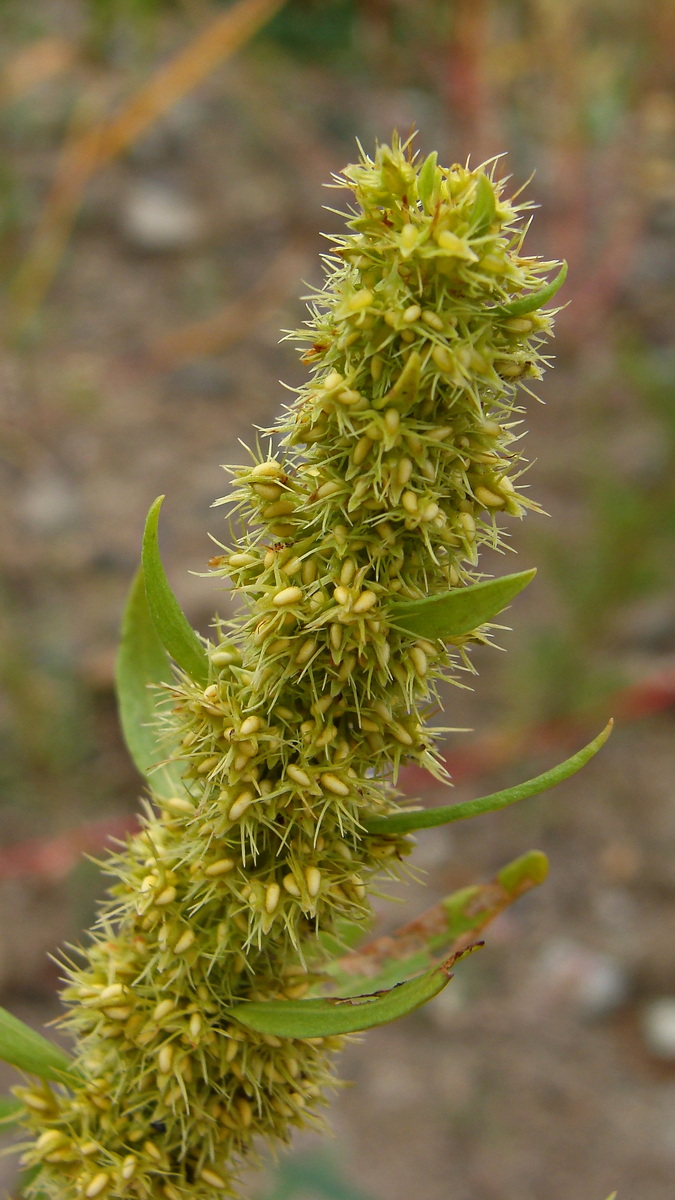 Изображение особи Rumex maritimus.