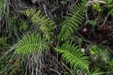 Athyrium filix-femina